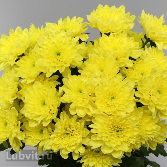 Хризантема садовая Балтика Йеллоу (Baltica Yellow) с доставкой