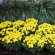 Хризантема садовая Балтика Йеллоу (Baltica Yellow) с доставкой
