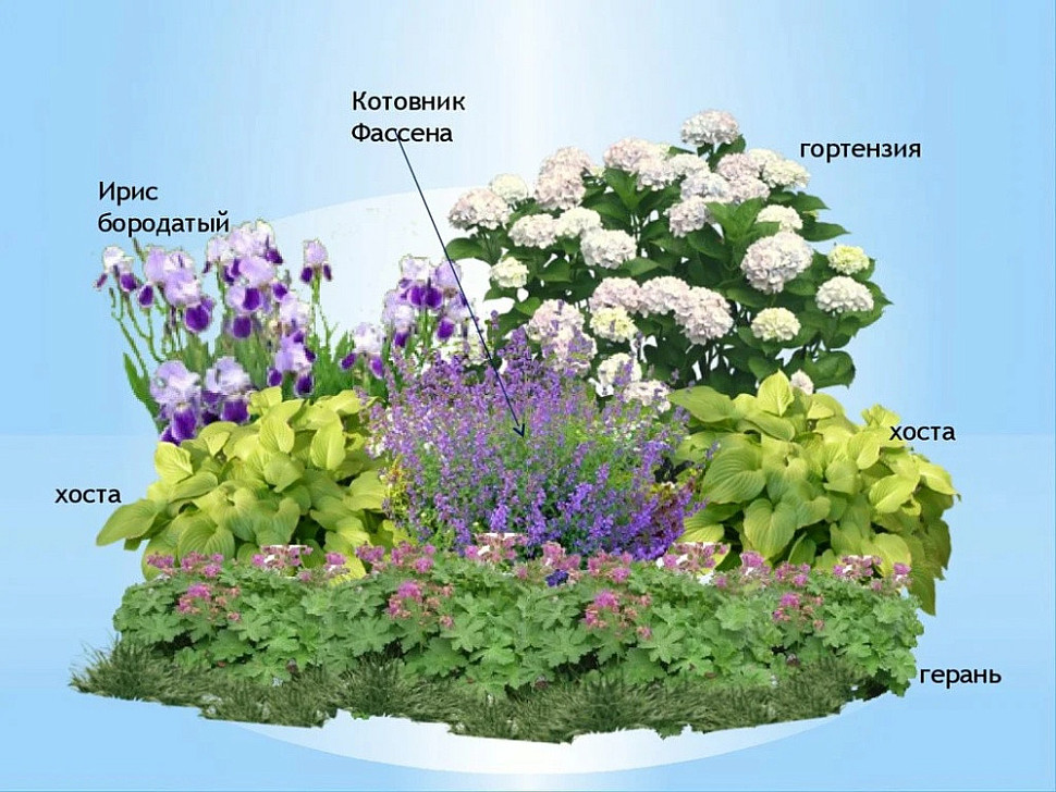 Идея дизайна сада № 1: цветы, дающие эффект свежести