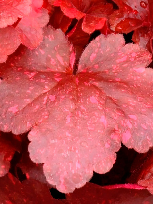 Гейхера Гэлакси (Galaxy)