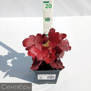 Гейхера Гэлакси (Galaxy)