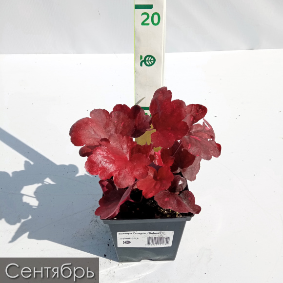 Гейхера Гэлакси (Galaxy) купить с доставкой