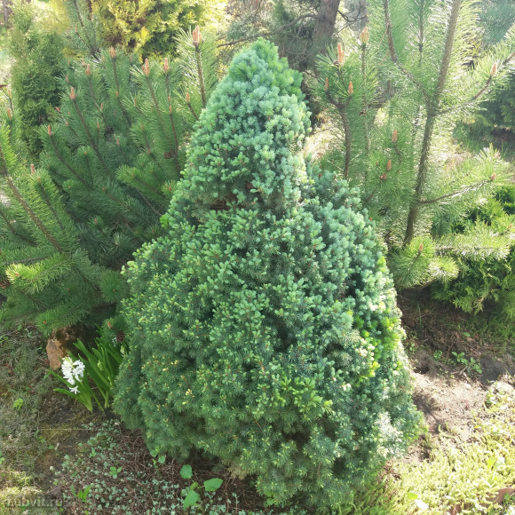 Ель Коника (Conica) купить с доставкой Ель Коника (Conica) купить с доставкой