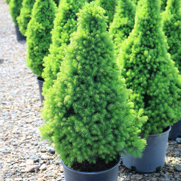 Ель Коника (Conica) купить с доставкой Ель Коника (Conica) купить с доставкой