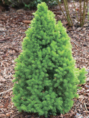 Ель Коника (Conica)