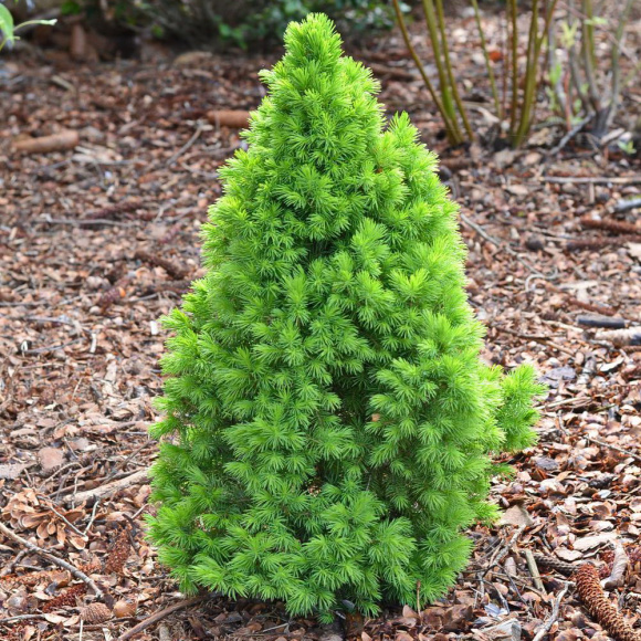 Ель Коника (Conica) купить с доставкой Ель Коника (Conica) купить с доставкой