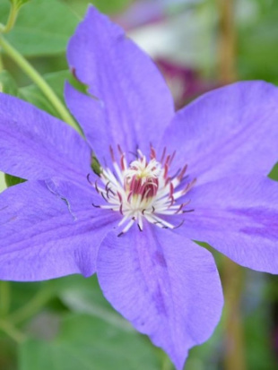 Клематис Николай Коперник (Mikolaj Kopernik)