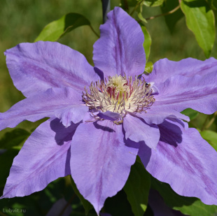 Клематис Николай Коперник (Mikolaj Kopernik)