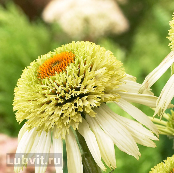 Эхинацея Грин Лайн (Green Line) купить с доставкой Эхинацея Грин Лайн (Green Line) купить с доставкой