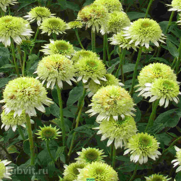 Эхинацея Грин Лайн (Green Line) купить с доставкой Эхинацея Грин Лайн (Green Line) купить с доставкой