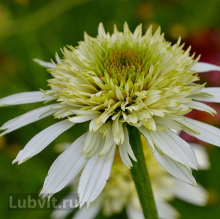 Эхинацея Грин Лайн (Green Line)