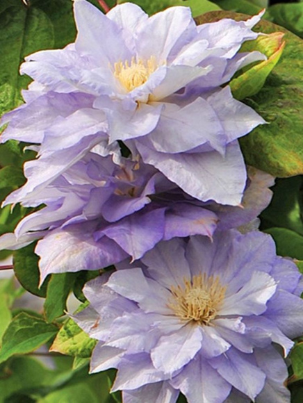 Клематис Мазури (Mazury) купить с доставкой