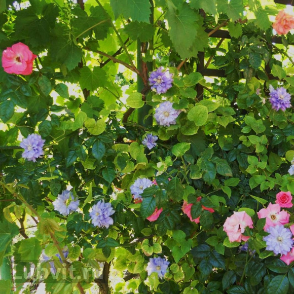 Клематис Мазури (Mazury) купить с доставкой