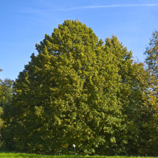 Липа Крупнолистная