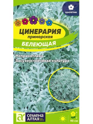 Цинерария Белеющая [Семена алтая]
