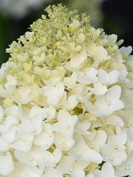 Гортензия Шугар Раш (Sugar Rush) метельчатая купить с доставкой