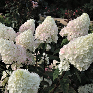 Гортензия Шугар Раш (Sugar Rush) метельчатая