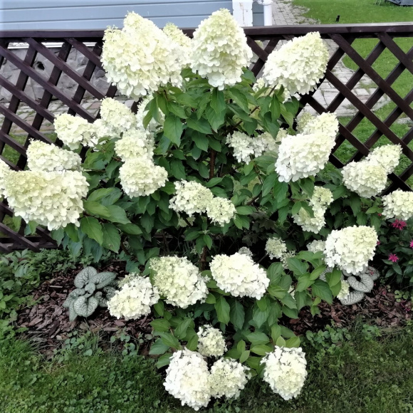 Гортензия Шугар Раш (Sugar Rush) метельчатая купить с доставкой