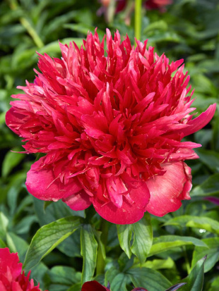 Пион Мени Хеппи Ретернс (Many Happy Returns)