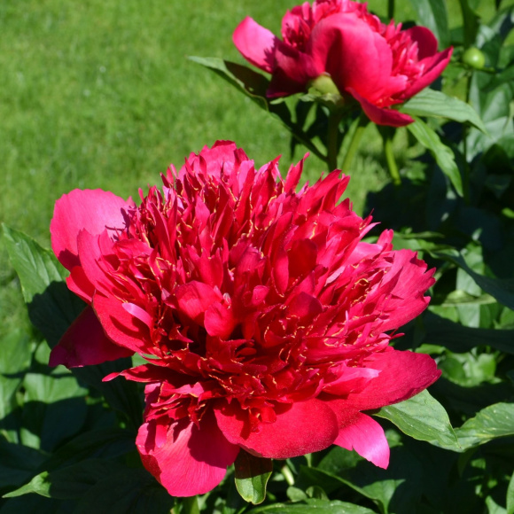 Пион Мени Хеппи Ретернс (Many Happy Returns) купить с доставкой