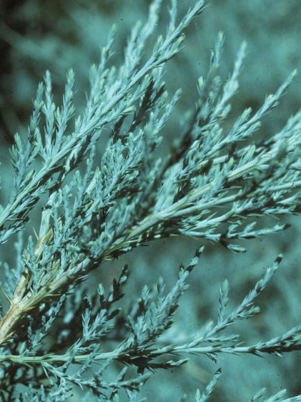 Можжевельник средний Пфитцериана (Pfitzeriana Glauca) купить с доставкой Можжевельник средний Пфитцериана (Pfitzeriana Glauca) купить с доставкой