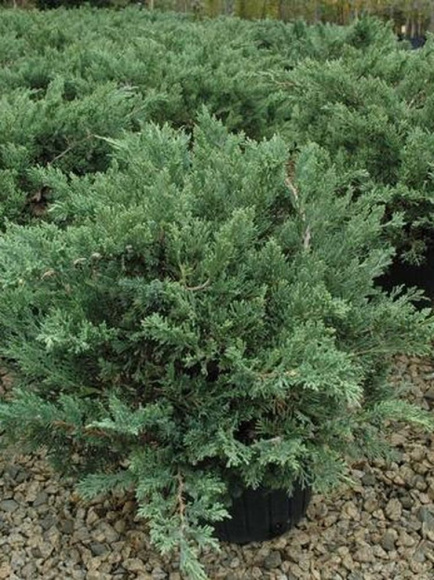 Можжевельник Даурский (Davurica) купить с доставкой