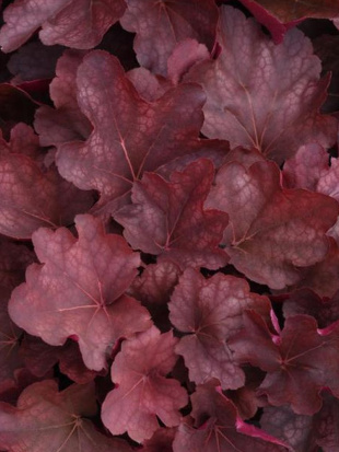 Гейхера Карнивал Бургунди Бласт (Carnival Burgundy Blast) Гейхера Карнивал Бургунди Бласт (Carnival Burgundy Blast)