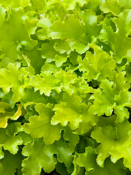 Гейхера Лайм Мармелад (Lime Marmalade) купить с доставкой