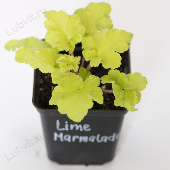 Гейхера Лайм Мармелад (Lime Marmalade) купить с доставкой