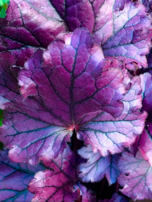 Гейхера Форевер Перпл (Forever Purple)