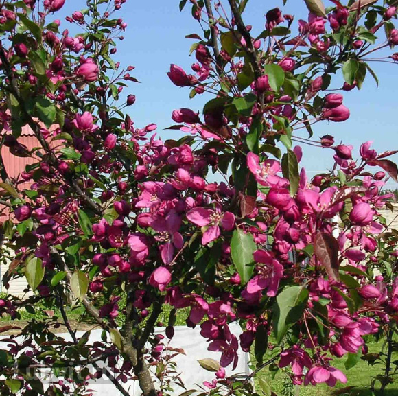 Яблоня Плакучая Краснолистная купить с доставкой Яблоня Плакучая Краснолистная купить с доставкой