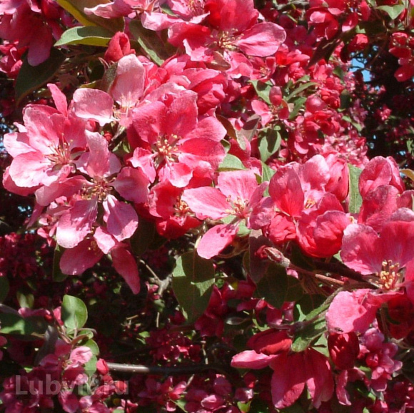 Яблоня Плакучая Краснолистная купить с доставкой Яблоня Плакучая Краснолистная купить с доставкой