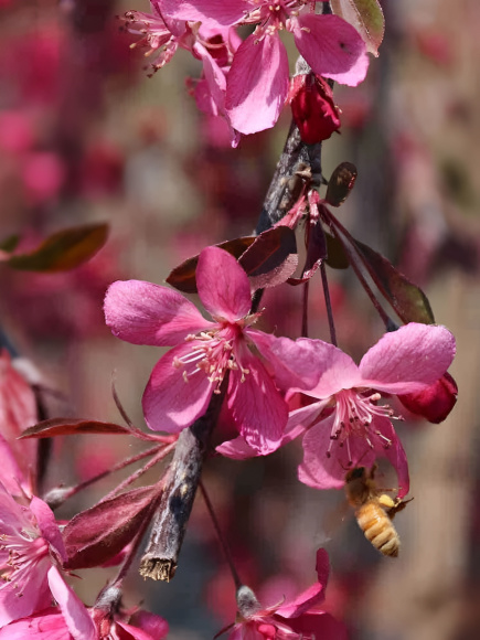 Яблоня Плакучая Краснолистная купить с доставкой
