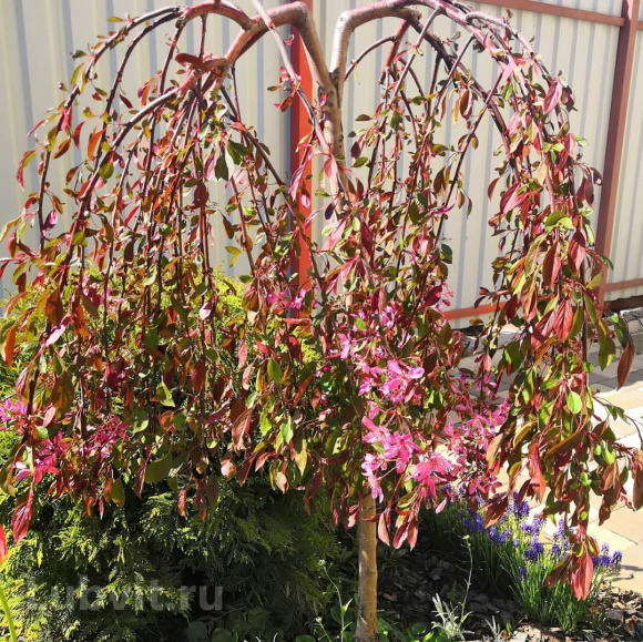 Яблоня Плакучая Краснолистная купить с доставкой Яблоня Плакучая Краснолистная купить с доставкой