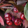 Яблоня Плакучая Краснолистная можно купить недорого с доставкой в питомнике Любвитский