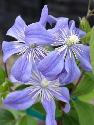 Клематис Арабелла (Arabella) Клематис Арабелла (Arabella)