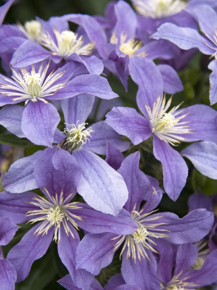 Клематис Арабелла (Arabella) купить с доставкой