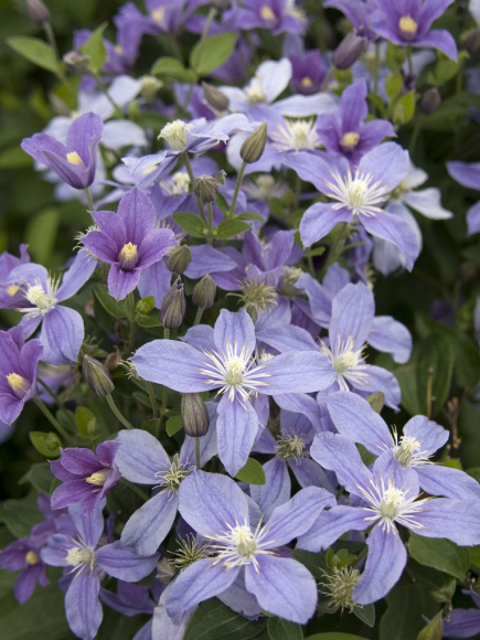 Клематис Арабелла (Arabella) купить с доставкой