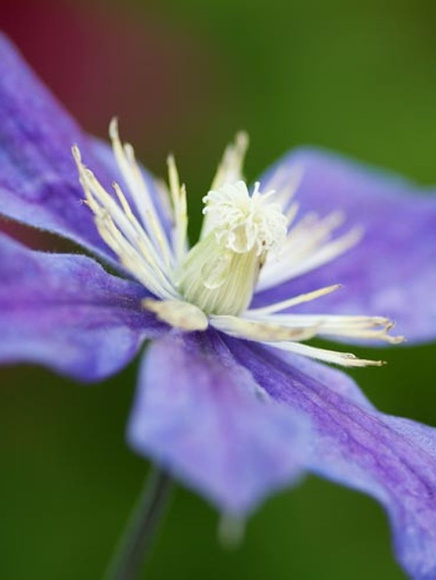 Клематис Арабелла (Arabella) купить с доставкой