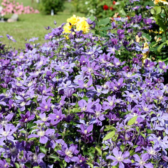 Клематис Арабелла (Arabella) купить с доставкой