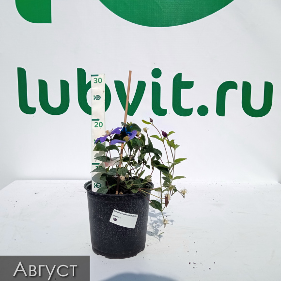 Клематис Арабелла (Arabella) купить с доставкой