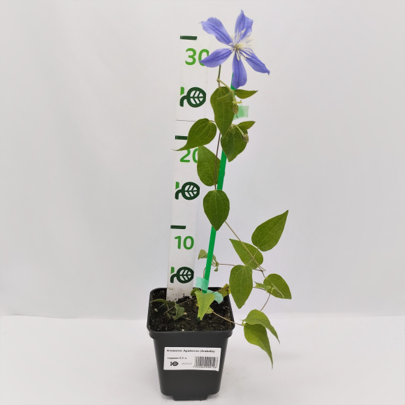 Клематис Арабелла (Arabella) купить с доставкой