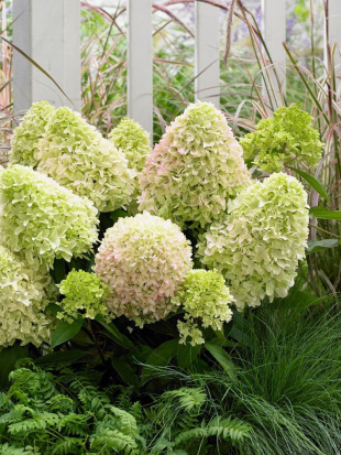 Гортензия Литл Фреско (Little Fresco) метельчатая Гортензия Литл Фреско (Little Fresco) метельчатая