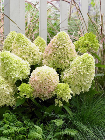 Гортензия Литл Фреско (Little Fresco) метельчатая купить с доставкой