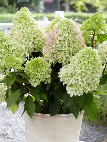 Гортензия Литл Фреско (Little Fresco) метельчатая купить с доставкой