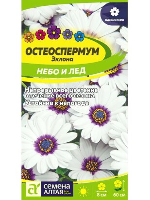 Остеоспермум Небо и Лед [Семена алтая]