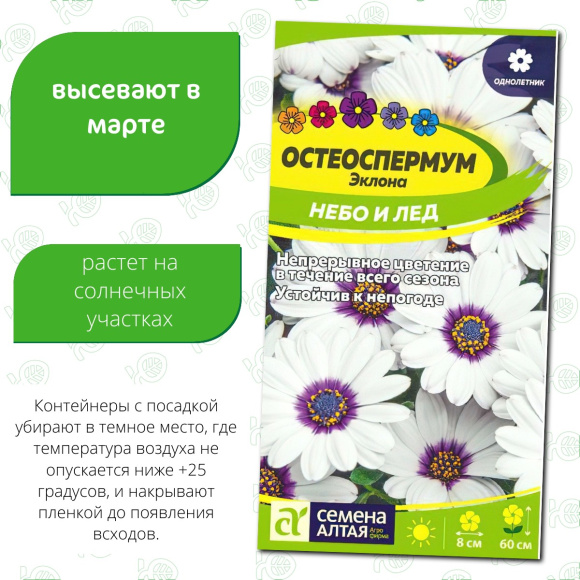 Остеоспермум Небо и Лед [Семена алтая] купить с доставкой