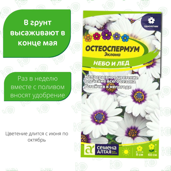Остеоспермум Небо и Лед [Семена алтая] купить с доставкой