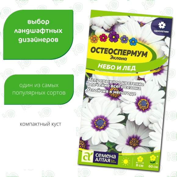Остеоспермум Небо и Лед [Семена алтая] купить с доставкой