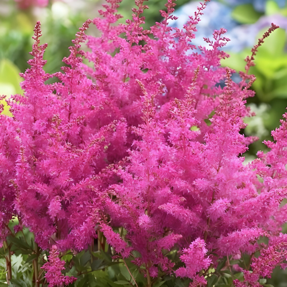 Астильба Юник Лилак (Younique Lilac) купить с доставкой